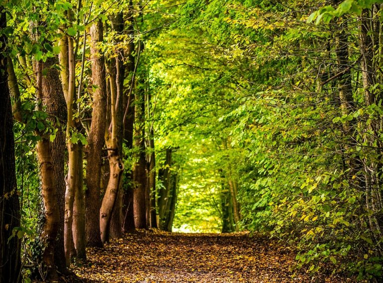 Weg im Wald. Arge BW Jagdhaftpflichtversicherungen