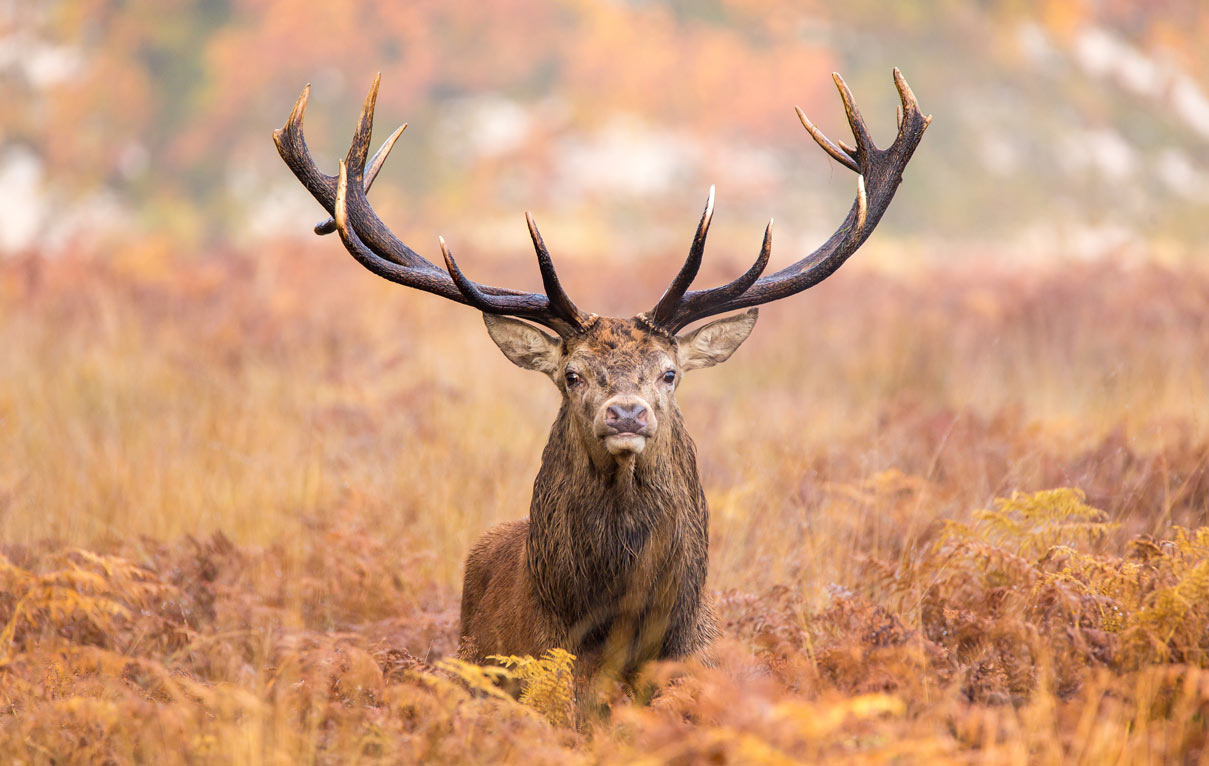 Hirsch 12 Ender im Feld Arge BW Jagdhaftpflicht