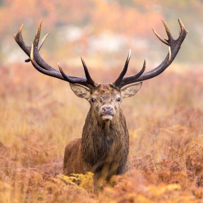 Large red deer stag walking towards the camera